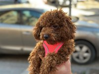 Toy poodle dişi yavrumuz