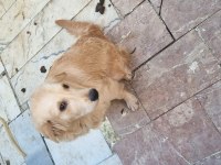 Golden Retriever 6 aylık erkek köpeğimiz