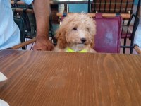 Acil sahiplendirme köpeğimiz