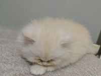 Ful şecereli babadan british longhair krema