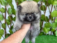 Yalova da Pomeranian Boo Bebekler