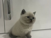 Ayı Suratlı Blue Point British Shorthair Yavrularım