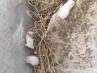 Hamster Yavruları Sahiplendirme