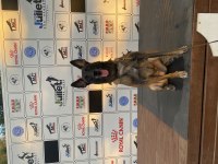 FCİ /KIF ŞECERELİ ÜRETİM İZİNLİ