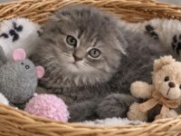 Scottish fold yavrularımız