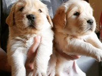 Golden Retriever Yavruları