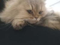 British longhair kedisi