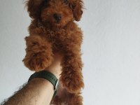 Safkan Red Brown Toy Ve Kore Dişi Poodle Yavrular