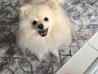 Acil yuva pomeranian