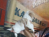 60 Günlük Dişi Morkie