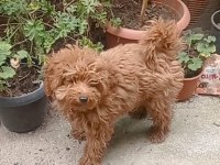 İzmir den Yavru Toy Poodle