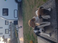 Fırlama Jack Russell Terrier Yavruları