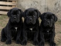 A Kalite Cane Corso Yavrularımız