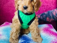 2.5 aylık maltipoo