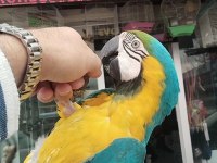 Macaw Sarı Lacivert 1 Yaşında