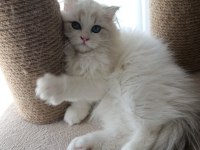 British Longhair Miniklerim