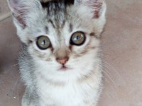 3 aylık erkek british shorthair