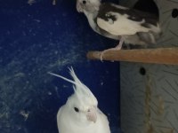 Albino wf takım sultan papağanı yavru