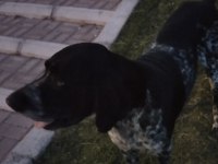 Yavru köpeklerimiz