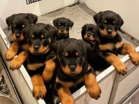Evinizin yeni üyesi rottweiler kapıda ödeme vardır