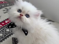 Tosbik İran kedisi bebişleri