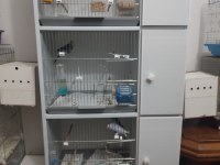 Kuşların bütün hepsi kafesleri ile beraber satılıktır