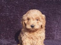 Maltipoo çikolatalı gofretler ruhsatlı çiftlik