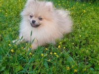 antalya içi sahiplendirme pomeranian boo