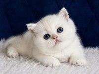 British Shorthair Silver Ns12