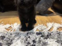 2 aylık scottish fold bebekler
