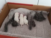 British shorthair kedimiz sahiplendirilecek