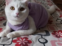 Prenses kızıma dişi kedimize yuva