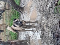 10 aylık erkek kangal kendi üretim