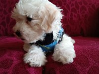 Orjinal maltese yavrusu