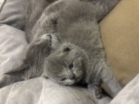 British shorthair miniklerimi güzel bir yuva arıyorum