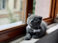 Scottish fold gri 3 aylık