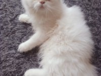 SAFKAN BEYAZ MAVİ GÖZLÜ İRAN KEDİSİ
