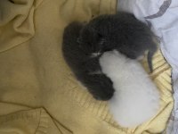British shorthair yavru sahiplendirilecek