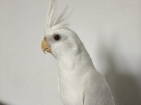 Eğitimli Albino Sultan Papağanı Yavrusu