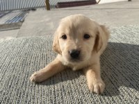 GOLDEN RETRİEVER BABY FACE KÜT BURUN
