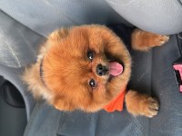 ŞECERELİ A+ Kalite TEDDY BEAR Erkek Çok Acil Son