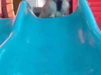 Safkan ayı surat erkek pomeranian