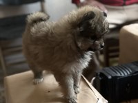 Pomeranian erkek yavru