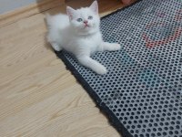 BRİTİSH PAŞAM DEĞERİNİN ALTINDA VERİLECEK
