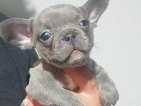 Yavru french bulldog