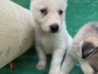 Sibirya Kurdu (Husky) Yavrularımız