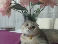 Scottish fold kedisi