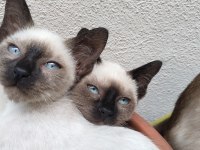 3 aylık siyam kedisi yavruları