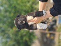 Akita Show
