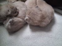 Bebek kedilerimiz buyuyor